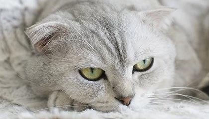 河北五超·微视频丨沧州队连进4球战平秦皇岛队 沧州队董康杰：我们是有韧性的球队